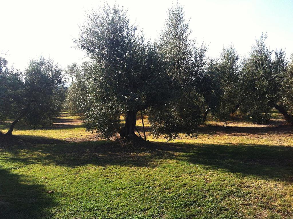 Agriturismo Poggio Alle Calle Saturnia Exterior photo